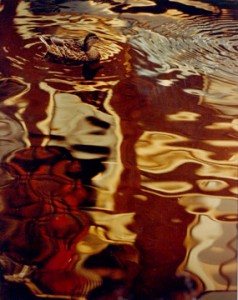 Ducks in Canal