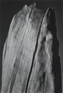 White Tree Stump
