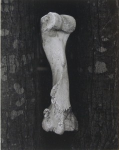 Bone Image #1